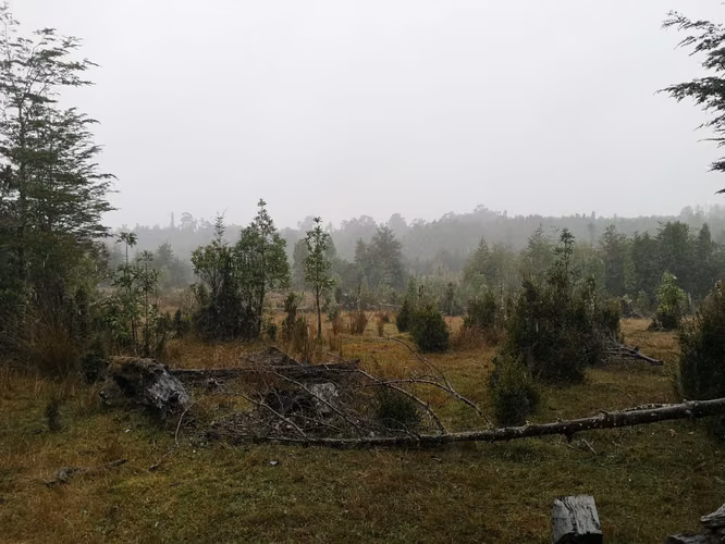 ¡Últimos 3 lotes con electricidad en Costa Los Navegantes, Chiloé