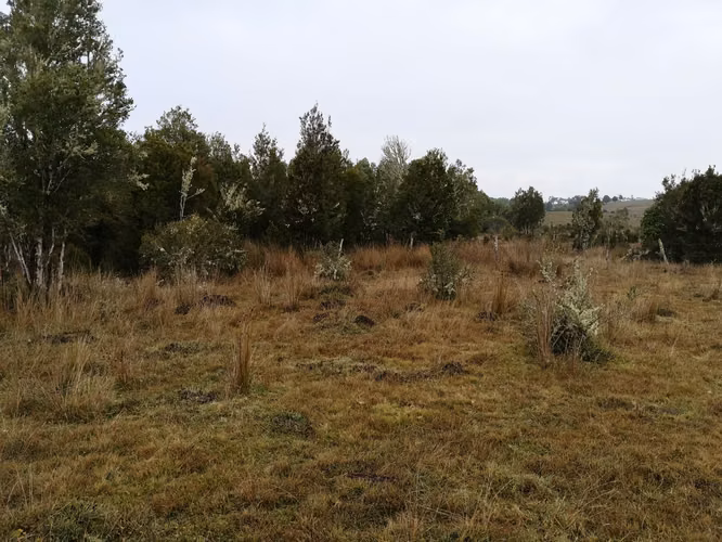 ¡Últimos 3 lotes con electricidad en Costa Los Navegantes, Chiloé