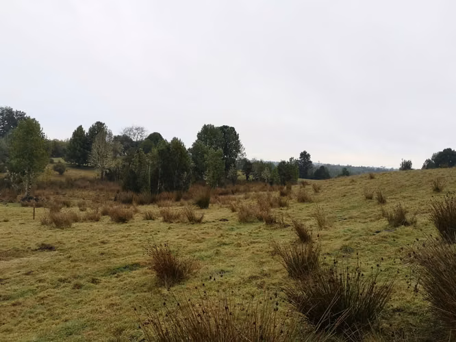 ¡Últimos 3 lotes con electricidad en Costa Los Navegantes, Chiloé