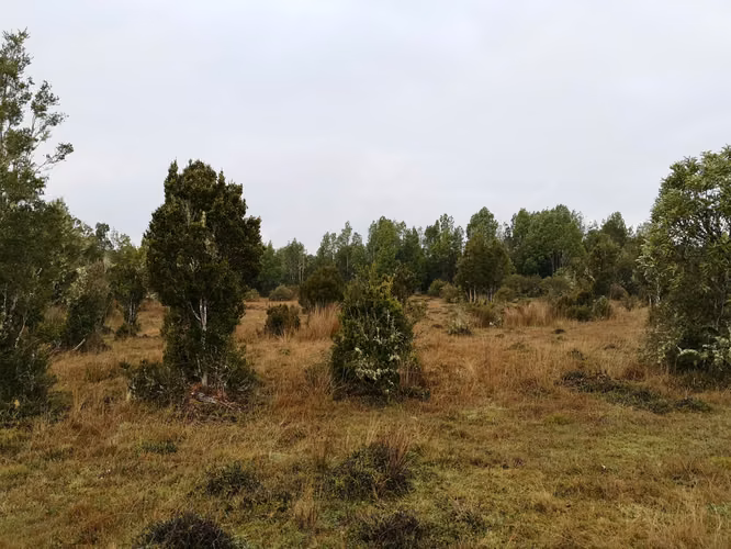 ¡Últimos 3 lotes con electricidad en Costa Los Navegantes, Chiloé