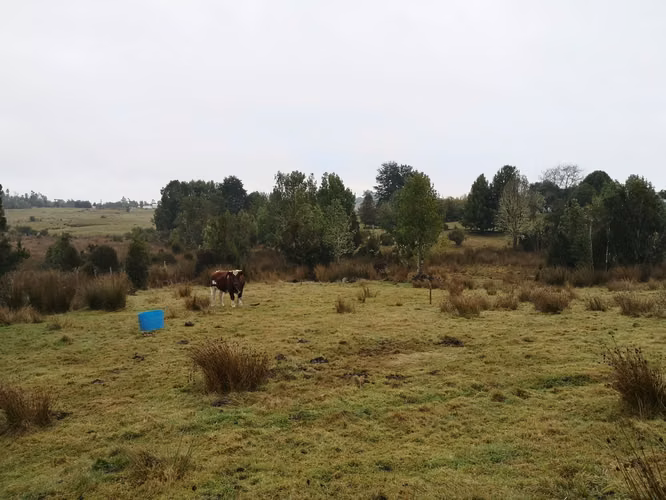 ¡Últimos 3 lotes con electricidad en Costa Los Navegantes, Chiloé