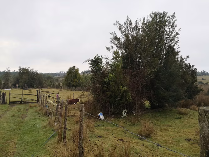 ¡Últimos 3 lotes con electricidad en Costa Los Navegantes, Chiloé
