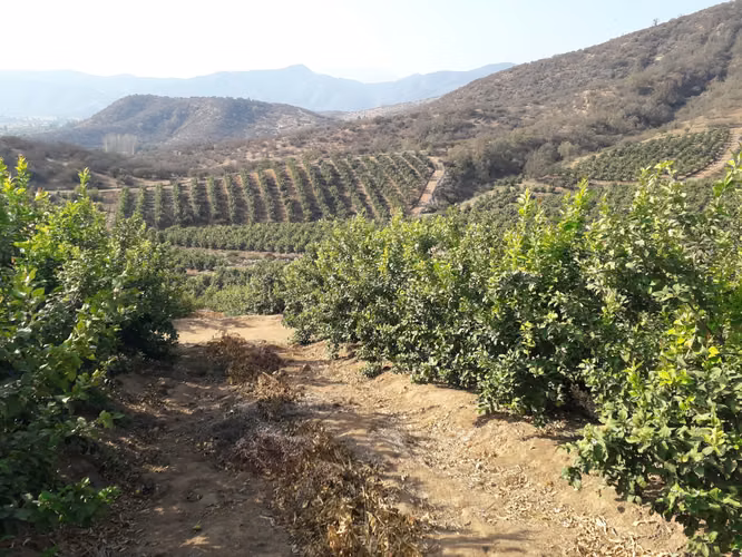 Inversionistas, Terreno De 85 Hectáreas En Culiprán