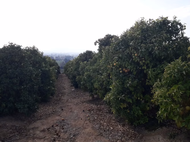 Inversionistas, Terreno De 85 Hectáreas En Culiprán