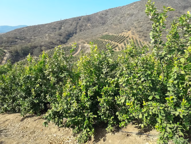 Inversionistas, Terreno De 85 Hectáreas En Culiprán