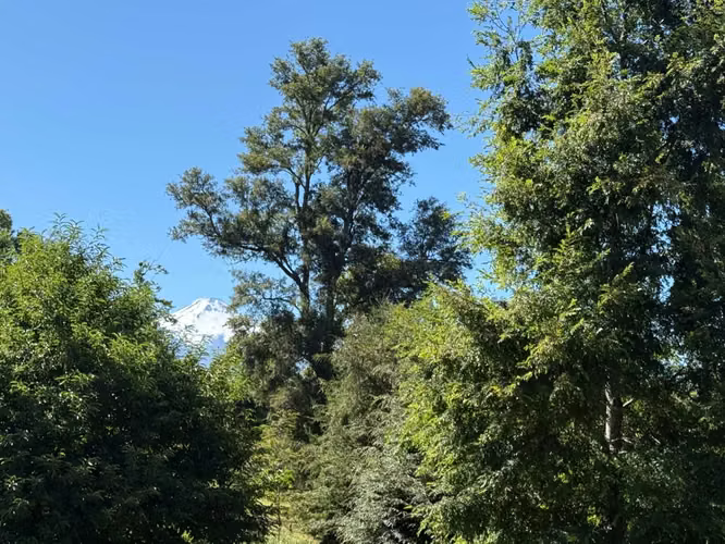 Parcela en venta de 5000m2 ubicado en Camino a Villarrica