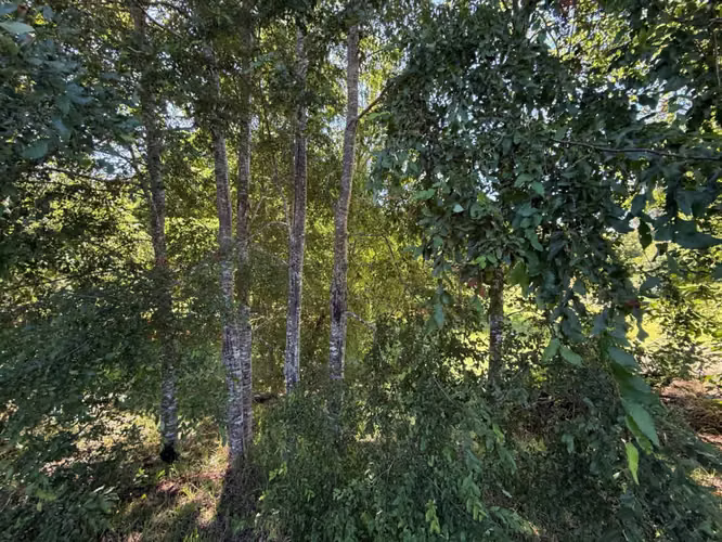 Parcela en venta de 5000m2 ubicado en Camino a Villarrica