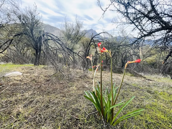 OPORTUNIDAD Exquisita parcela en Reserva Ecológica Oasis de La Campana