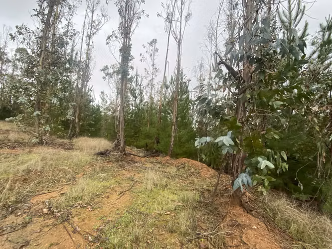 OPORTUNIDAD: Hermosa parcela en Pichilemu sector La Palmilla