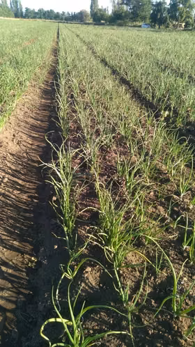 Terreno de 8.700m2 con acciones de agua en Ñiquen