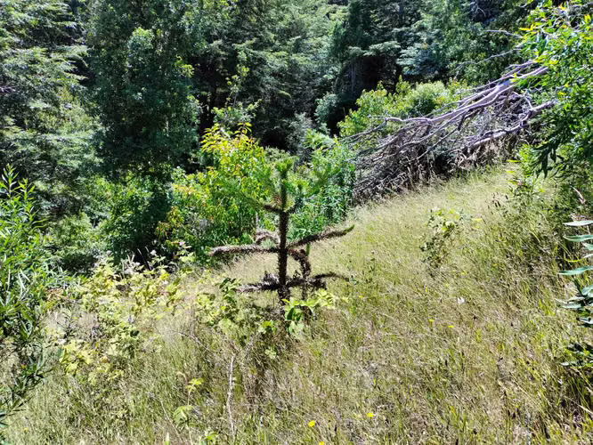 VENTA CAMPO PARA INVERSIÓN PUCÓN (141158) - Imagen 20