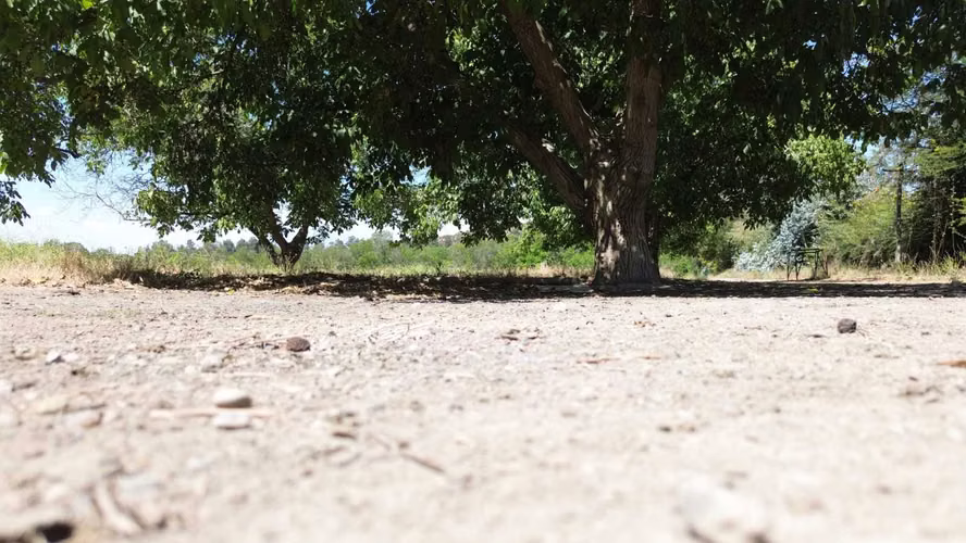 Predio Agrícola 8ha en Lo Herrera  (141165)