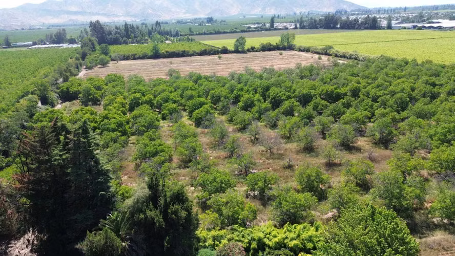 Predio Agrícola 8ha en Lo Herrera  (141165)