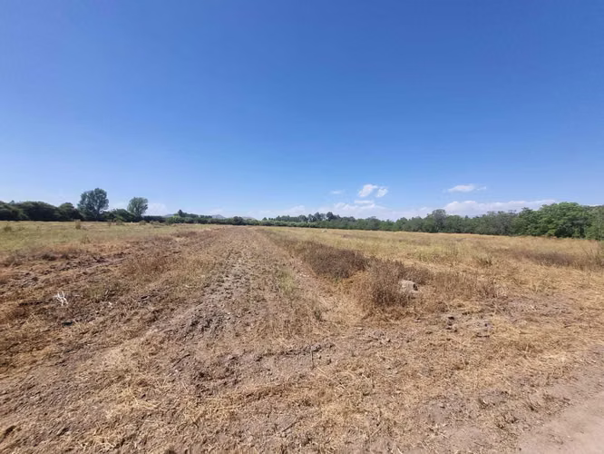 Predio Agrícola 8ha en Lo Herrera  (141165)