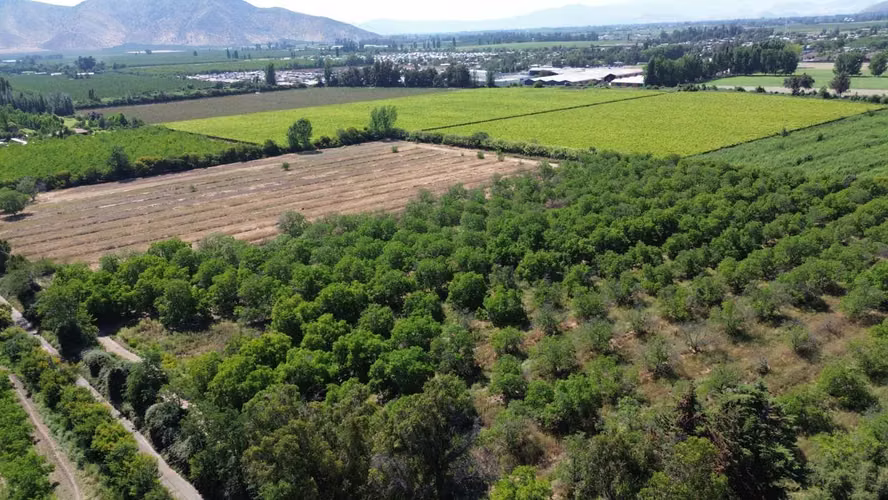 Predio Agrícola 8ha en Lo Herrera  (141165)