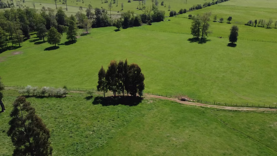 ¡Oportunidad Única!   Hermoso Campo De 105 Has Paillaco