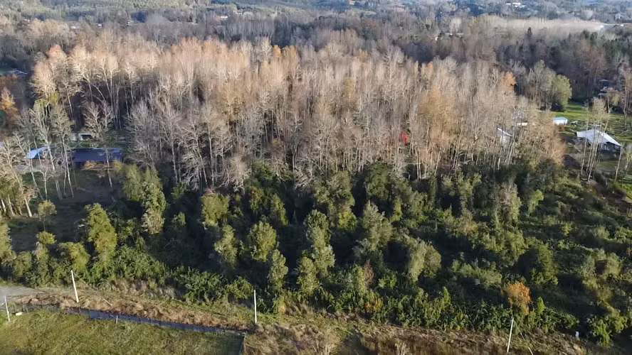 ¡Oportunidad Única!   Hermoso Campo De 105 Has Paillaco