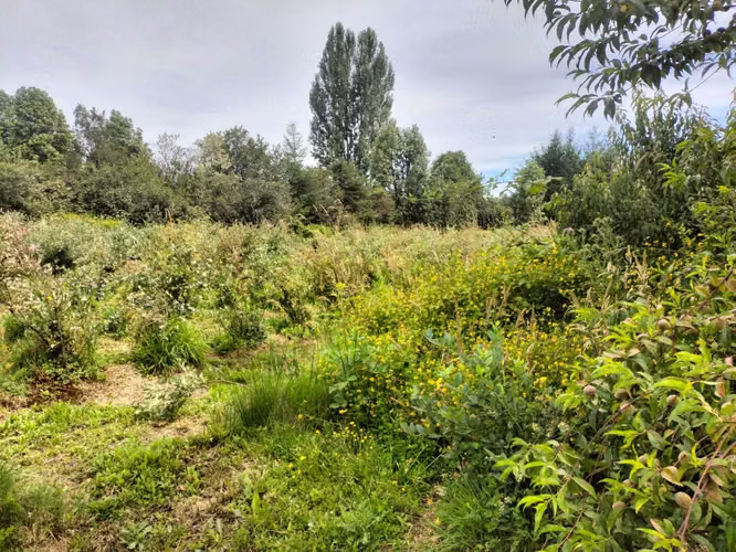 VENTA PARCELA LEFÚN PLAYA LINDA VILLARRICA (142367)