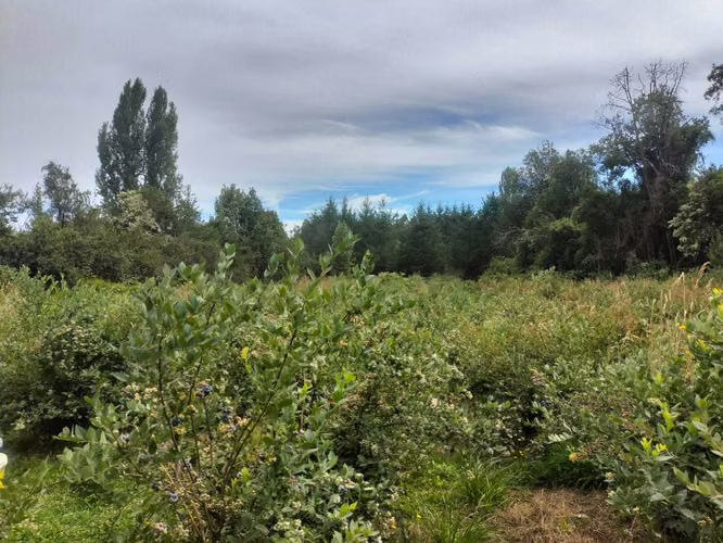 VENTA PARCELA CON CULTIVO DE ARÁNDANOS (142367)