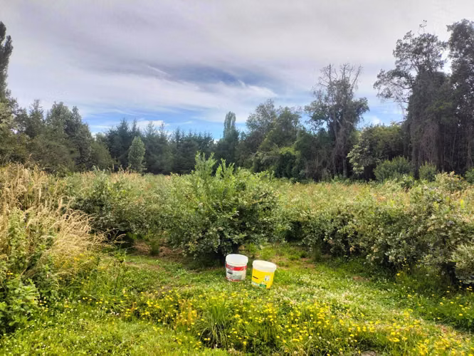 VENTA PARCELA LEFÚN PLAYA LINDA VILLARRICA (142367)