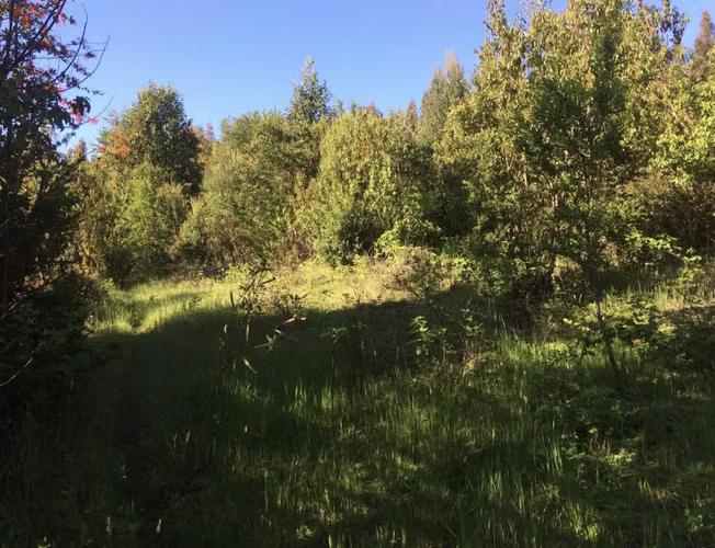 Parcelas de 11.000 m2 en Valdivia/Paillaco - Imagen 8
