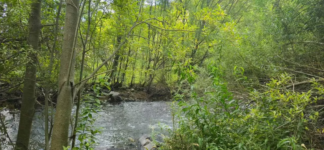 Se Vende Sitio de 8.600 Mt2, en Monreal  (142909) - Imagen 9