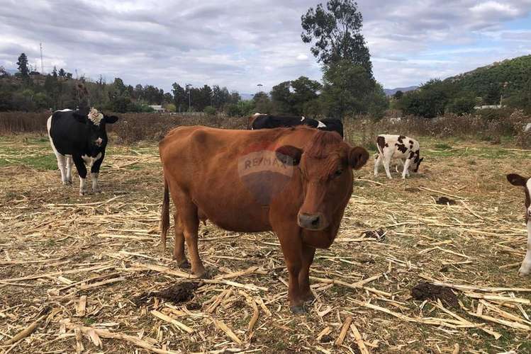Terreno inversión en maría pinto - Imagen 11