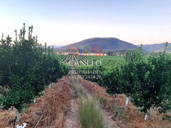 SE VENDE CAMPO PRODUCTIVO EN CHEPICA-CONVENTO VIEJO, CURICO.