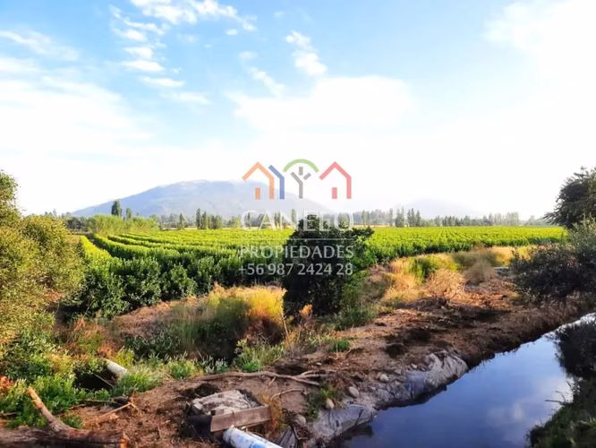 SE VENDE CAMPO PRODUCTIVO EN CHEPICA-CONVENTO VIEJO, CURICO.