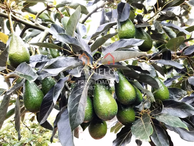 SE VENDE CAMPO PRODUCTIVO EN CHEPICA-CONVENTO VIEJO, CURICO.