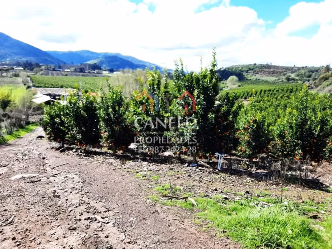 SE VENDE CAMPO PRODUCTIVO EN CHEPICA-CONVENTO VIEJO, CURICO.