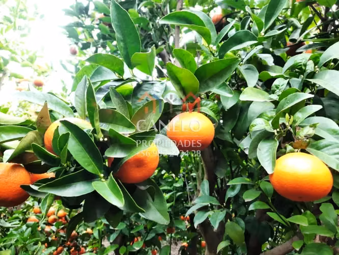 SE VENDE CAMPO PRODUCTIVO EN CHEPICA-CONVENTO VIEJO, CURICO.