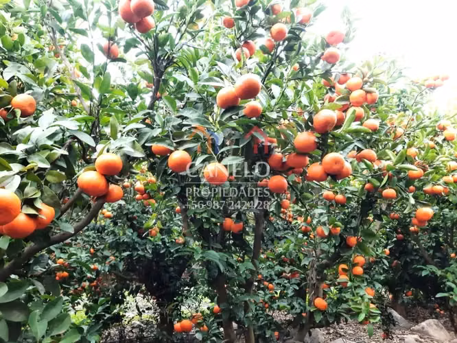 SE VENDE CAMPO PRODUCTIVO EN CHEPICA-CONVENTO VIEJO, CURICO.
