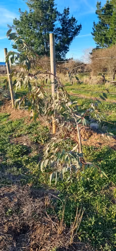 Parcela De 5283m2, Toda Cerrada, Plana, Buen Ingreso