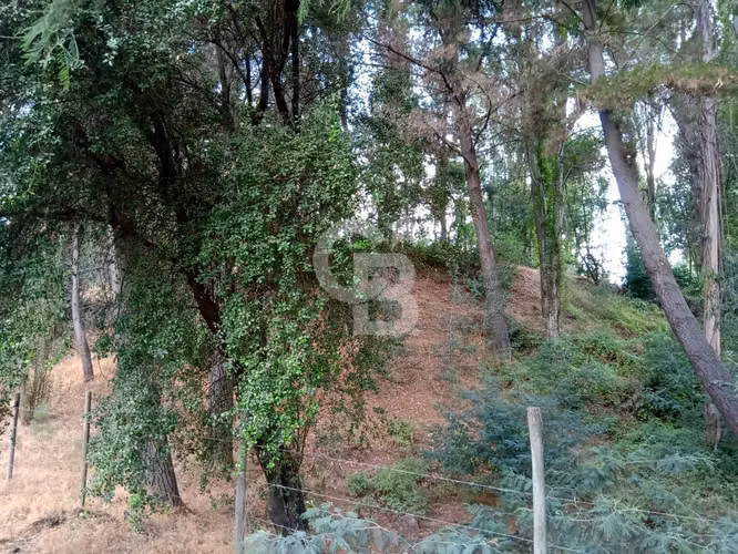 Parcela en Venta – Quillón, Sector Manque Sur