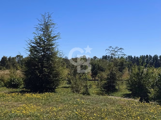 Parcela conectada a Parque Natural en Reserva de Frutillar