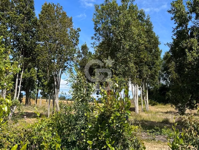 Parcela cerca de Llanquihue con vista volcanes