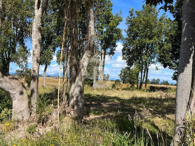 Parcela cerca de Llanquihue con vista volcanes