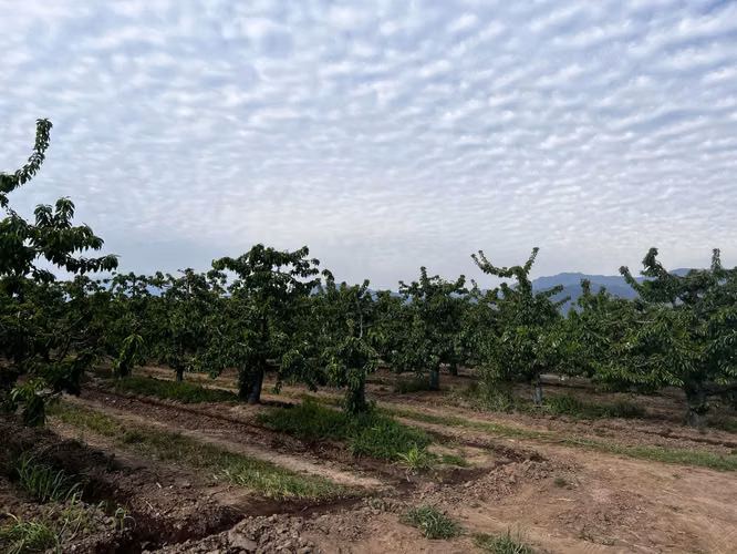 Parcelas Altos de Tunca - Rancagua