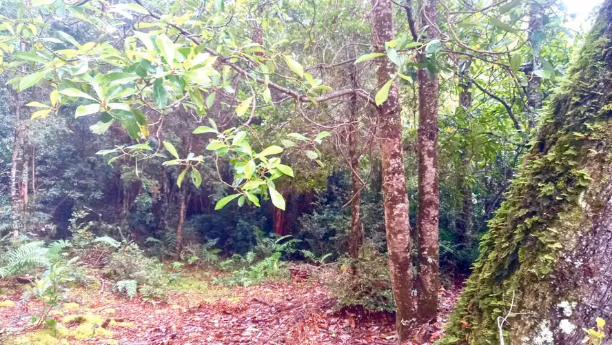 Parcela 5000m2 en Venta , Parque Campomar , Piedra Azul , a 15 minutos de Puerto Montt.