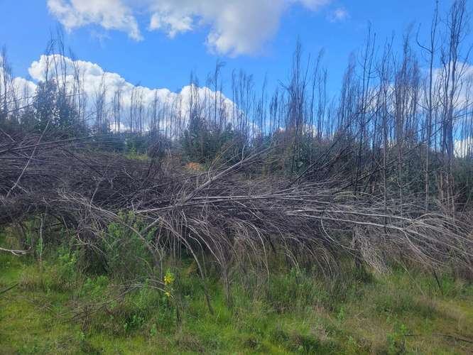 Loteos  a 15 km de Concepción, sector Juan Chico