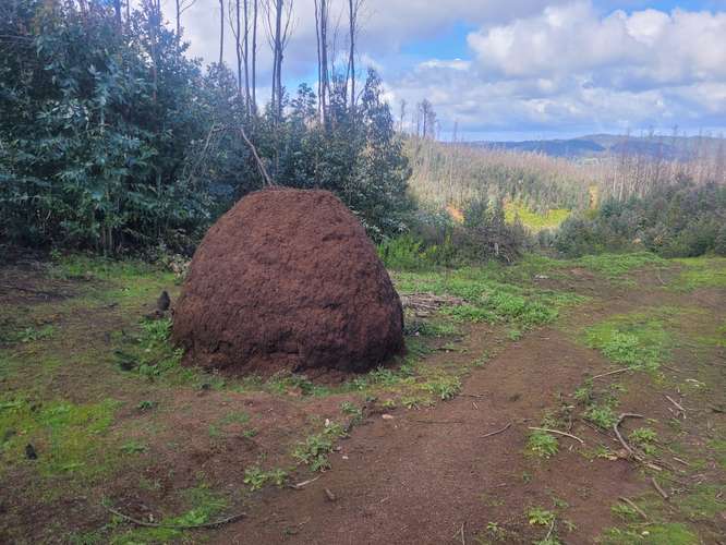 Loteos  a 15 km de Concepción, sector Juan Chico