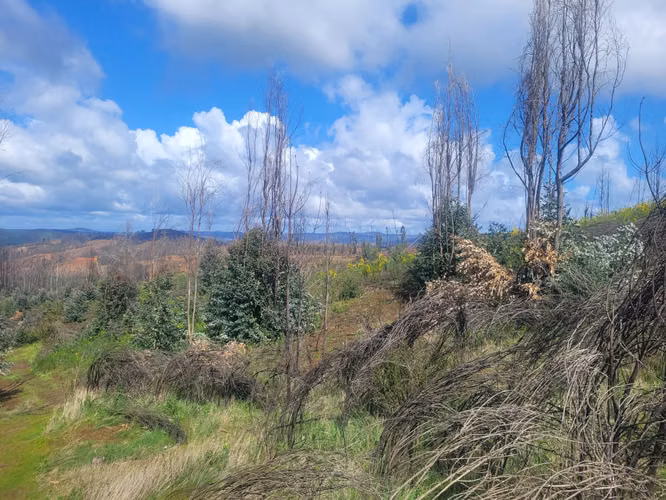 Vendo lotes rol propio a 15 km de Concepción