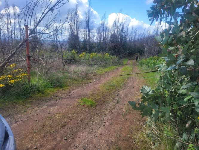 Loteos  a 15 km de Concepción, sector Juan Chico