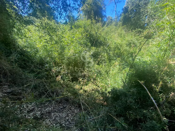 Conectividad y Tranquilidad  Puerto Octay