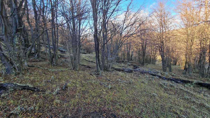 TERRENO DE 4 HA  A 10 KM DE VILLA CERRO CASTILLO - Imagen 9