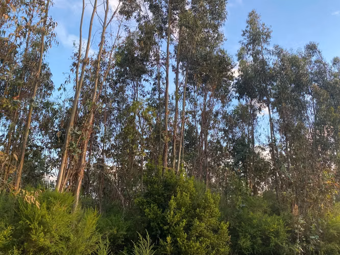 Parcela 1,89 ha Quebrada de Riffo, Florida