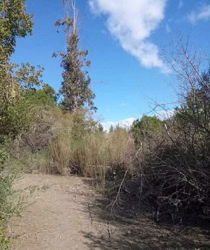 7 hectáreas a 1 hora de Concepción  (149007)
