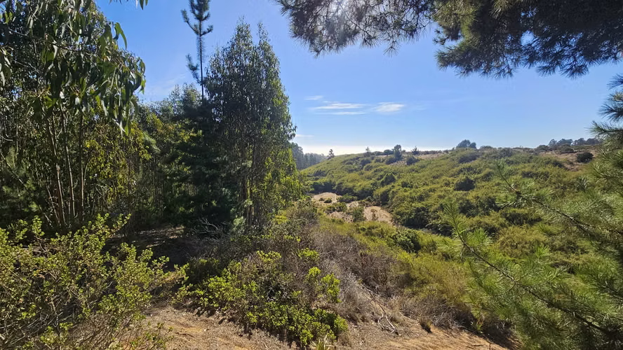 Maravillosa parcela con bosque y vista al mar en el horizonte