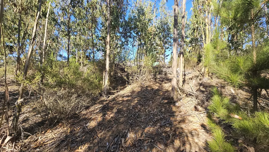 Maravillosa parcela con bosque y vista al mar en el horizonte